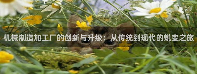 彩名堂为啥又不能用了